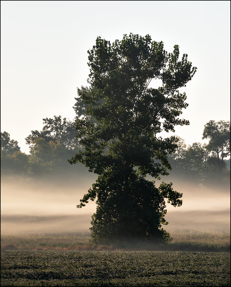 A tall lonely tree in the middle of a soybean field with bands of fog along the ground on a September morning on the east side of Ardmore Avenue, just south of Covington Road, in Fort Wayne, Indiana.