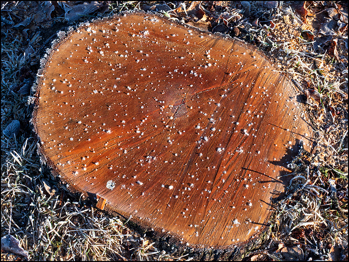 The grass surrounding a fresh tree stump is covered in a coating of white frost and little clumps of snowflakes are sprinkled across the top of the stump.