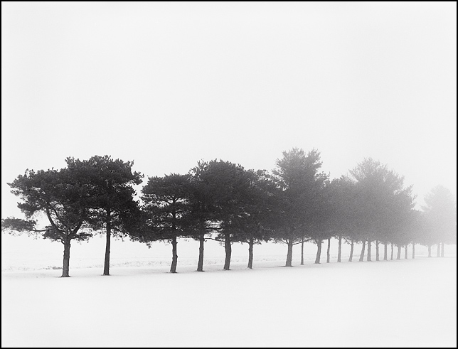 A line of trees stretches out into the dense fog along the edge of a snow-covered field on a winter day along Hoagland Road in rural southeast Allen County, Indiana.