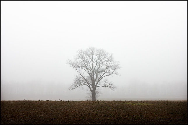 A lonely tree shrouded in fog stands in the middle of an empty field on a farm along State Road 3 near Huntertown, Indiana.