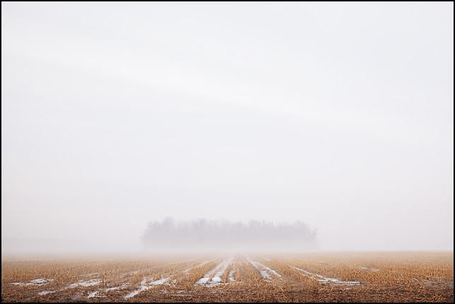 A small forest veiled in fog in the middle of a vast empty field in Wells County, Indiana.