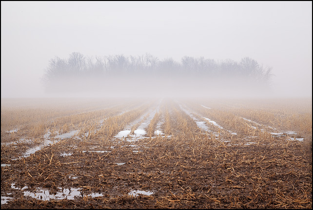 The top of a forest sticks out from the fog that covers the trees and a cornfield in Wells County, Indiana.