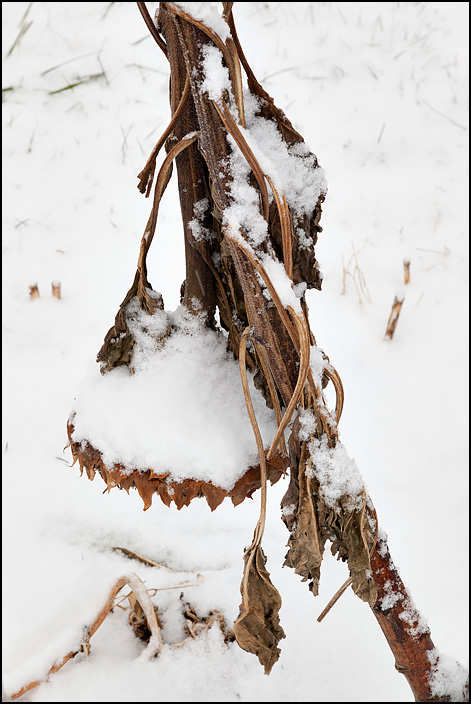 Snow covers the back of a dead sunflower that points down at the ground in winter.