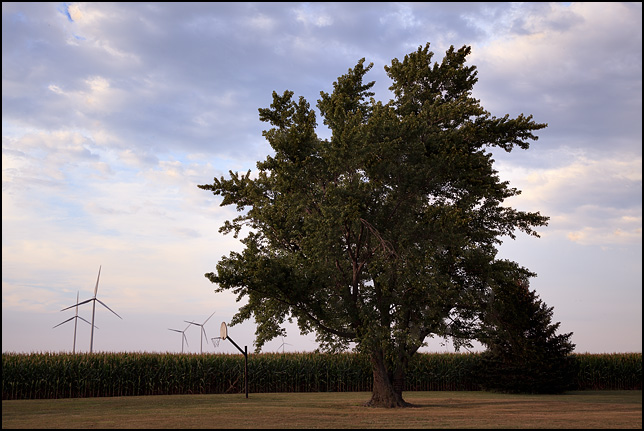 A basketball hoop under a large old oak tree in front of a wind farm and cornfield in Paulding County, Ohio. Several wind turbines are visible in the distance.