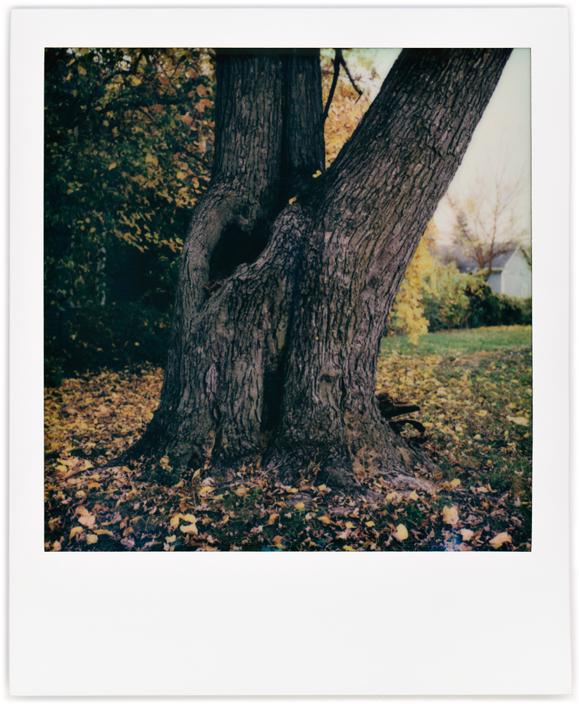 Polaroid snapshot of a tree with heart-shaped hole in the trunk right below where the trunk splits into two stems.