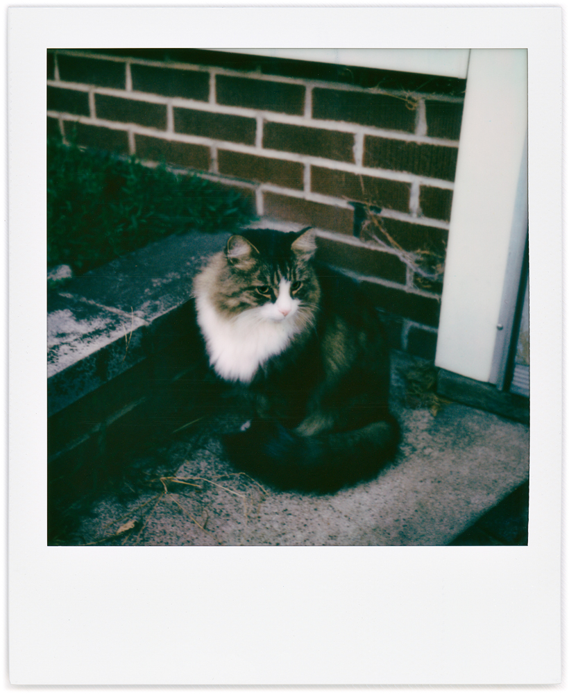 Polaroid snapshot of my longhaired tabby cat Sneaky sitting on the doorstep outside the back door of my house.