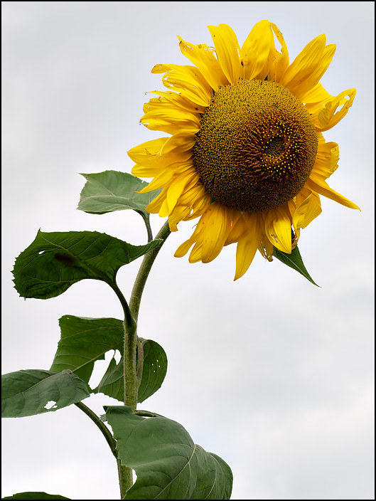 A sunflower on an early September morning in rural Indiana. The petals are starting to wilt.