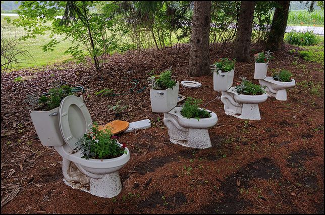 Four old toilets with flowers growing in the bowls and tanks used as lawn decorations in the front yard of a house on Smith Road in rural Allen County, Indiana.