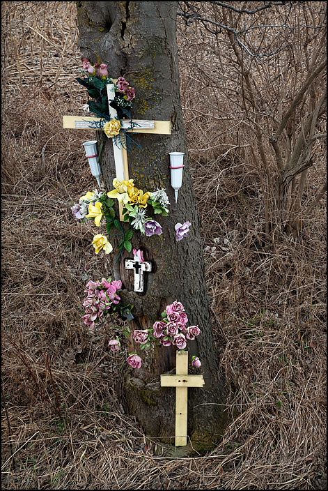 A tree converted into a roadside memorial on US-6 in rural Elkhart County, Indiana. The trunk of the tree is covered in wooden crosses and silk flowers.