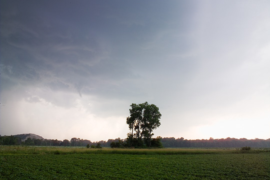 A group of trees in the middle of a soybean field in Indiana with storm clouds in the sky above them.