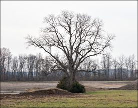 Lonely Tree On Lima Road 12-2019