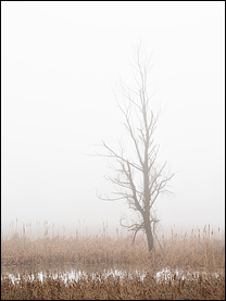 Foggy February Morning At Eagle Marsh #1
