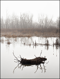 Foggy February Morning At Eagle Marsh #10