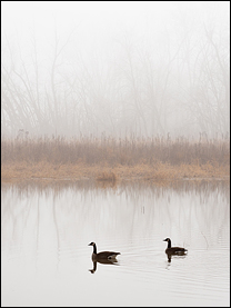 Foggy February Morning At Eagle Marsh #7