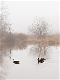 Foggy February Morning At Eagle Marsh #8