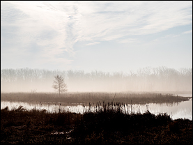 Foggy March Morning At Eagle Marsh #3