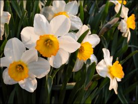 My Daffodils #1