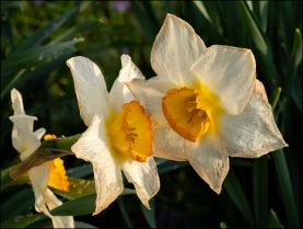 My Daffodils #2