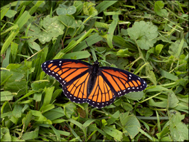 Monarch Butterfly in My Yard