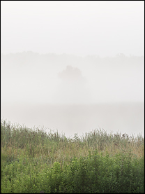 Foggy August Morning At Eagle Marsh #4