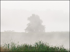 Foggy August Morning At Eagle Marsh #7