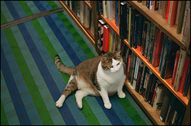 Sherlock The Bookstore Cat #9