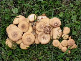 Mushrooms In My Yard