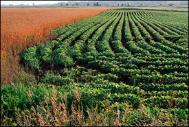 Soybean Field in Indiana