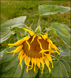 Sunflower in My Yard #1
