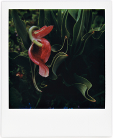 The Droopy Tulip #6