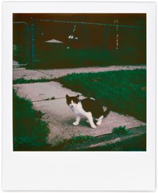 Cat on Boone Street