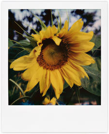 Neighbor's Sunflowers