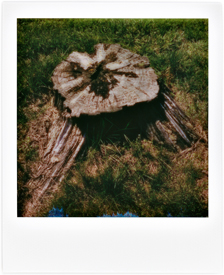 Tree Stump In My Backyard