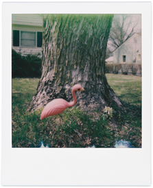 My Neighbor's Pink Flamingo #2