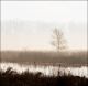 Foggy March Morning At Eagle Marsh #2