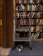 Scout The Bookstore Cat #5