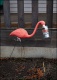 Flamingo Enjoying a Beer in Waynedale