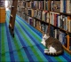 Sherlock The Bookstore Cat #1