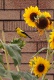 Sunflowers With A Goldfinch