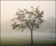 Foggy Morning in Waynedale
