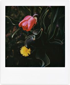 A series of Polaroid photographs of a red tulip flower through its lifecycle.