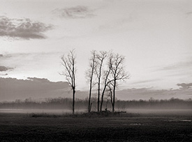 Trees in a field on Yohne Road near the republic Services landfill in Allen County, Indiana.